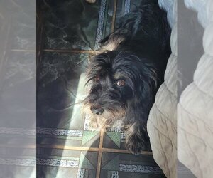 Dachshund-Unknown Mix Dogs for adoption in San Bernardino, CA, USA