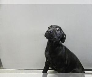 Great Dane-Unknown Mix Dogs for adoption in San Clemente, CA, USA