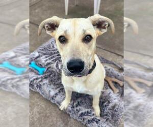 Labrador Retriever-Unknown Mix Dogs for adoption in Sacramento, CA, USA