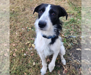 Mutt Dogs for adoption in Brooklyn Center, MN, USA