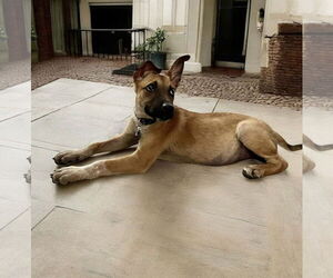 Mutt Dogs for adoption in Menifee, CA, USA