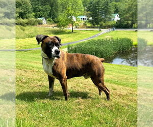 Boxer Dogs for adoption in Ripley, WV, USA
