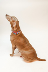 Unknown-Weimaraner Mix Dogs for adoption in Richardson, TX, USA