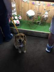 Medium Photo #1 Labbe Puppy For Sale in Sanderson, FL, USA
