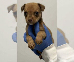 American Pit Bull Terrier-Spaniel Mix Dogs for adoption in New York, NY, USA