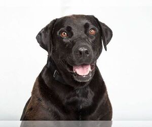 Labrador Retriever Dogs for adoption in Franklin, TN, USA