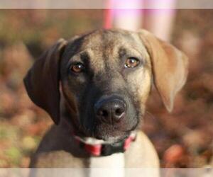 Basschshund Dogs for adoption in Cookeville, TN, USA