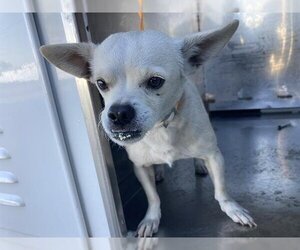 Medium Photo #1 Chihuahua Puppy For Sale in Bakersfield, CA, USA