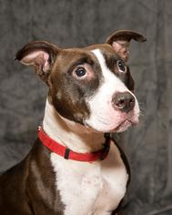 Small American Staffordshire Terrier-Bull Terrier Mix