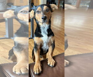 Dorgi Dogs for adoption in Denver , CO, USA