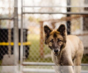 German Shepherd Dog Dogs for adoption in Orlando, FL, USA