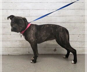 American Pit Bull Terrier-Unknown Mix Dogs for adoption in San Bernardino, CA, USA