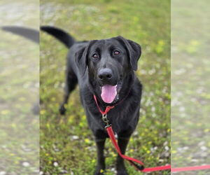 Labrador Retriever-Unknown Mix Dogs for adoption in Evansville, IN, USA