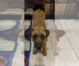 Doubull-Mastiff Dogs for adoption in Chambersburg, PA, USA