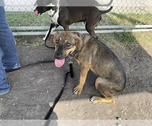 Black and Tan Coonhound-Unknown Mix Dogs for adoption in Corpus Christi, TX, USA