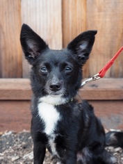 Shiba Inu Dogs for adoption in Palo Alto, CA, USA