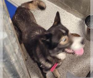 Siberian Husky Dogs for adoption in Lodi, CA, USA