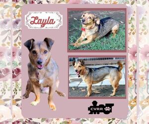 Dachshund-Unknown Mix Dogs for adoption in Lindsay, CA, USA