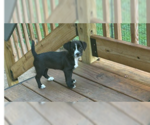 Havanese-Unknown Mix Dogs for adoption in Evansville, IN, USA