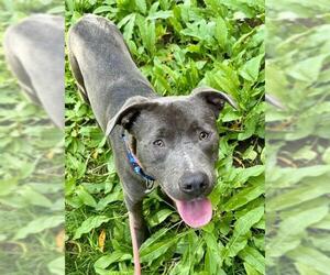 Mutt Dogs for adoption in Sacramento, CA, USA