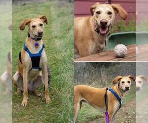 Greyhound Dogs for adoption in Austin, TX, USA