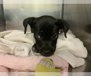 American Staffordshire Terrier-Unknown Mix Dogs for adoption in Grand Prairie, TX, USA