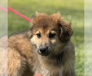 German Shepherd Dog-Great Pyrenees Mix Dogs for adoption in Yardley, PA, USA