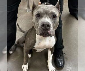 Bulldog-Staffordshire Bull Terrier Mix Dogs for adoption in Chandler, AZ, USA