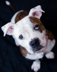 Olde Bulldog Dogs for adoption in Kennesaw, GA, USA