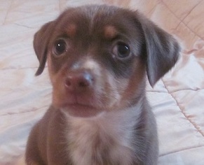 Medium Photo #1 ShiChi Puppy For Sale in Glenwood, GA, USA