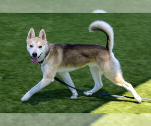 Siberian Husky-Unknown Mix Dogs for adoption in Martinez, CA, USA