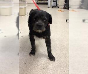 Mutt Dogs for adoption in Riverside, CA, USA