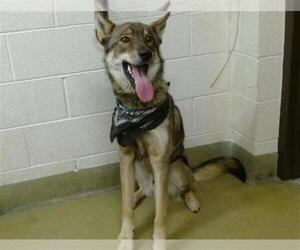 German Shepherd Dog-Unknown Mix Dogs for adoption in Moreno Valley, CA, USA
