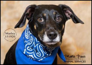 Dachshund Dogs for adoption in Grand Prairie, TX, USA