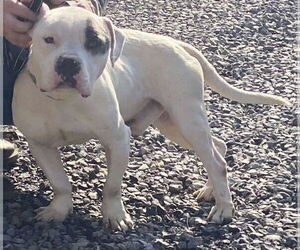 Mutt Dogs for adoption in Lewistown, PA, USA