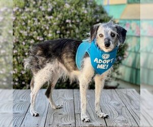 Jack Russell Terrier Dogs for adoption in Pacific Grove, CA, USA