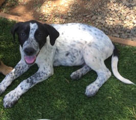 Pointer Dogs for adoption in Menifee, CA, USA