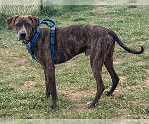 Catahoula Leopard Dog-Plott Hound Mix Dogs for adoption in Winter Park, CO, USA