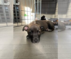 Mutt Dogs for adoption in San Juan Capistrano, CA, USA