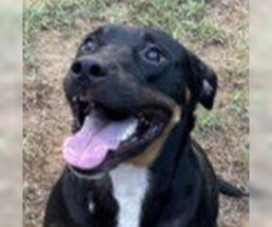Rottweiler-Unknown Mix Dogs for adoption in Lake Forest, CA, USA