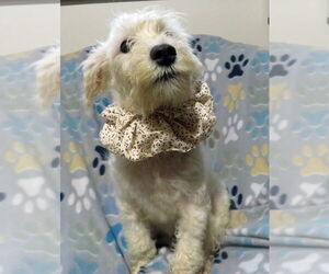Miniature Schnauzer-Poodle (Miniature) Mix Dogs for adoption in Grovertown, IN, USA