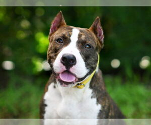 Boxer-Unknown Mix Dogs for adoption in Tavares, FL, USA