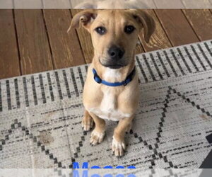 Labrador Retriever-Unknown Mix Dogs for adoption in Ball Ground, GA, USA