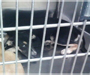 German Shepherd Dog Dogs for adoption in Oklahoma City, OK, USA