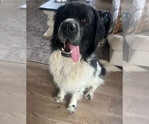 Saint Bernard-Unknown Mix Dogs for adoption in Princeton, MN, USA