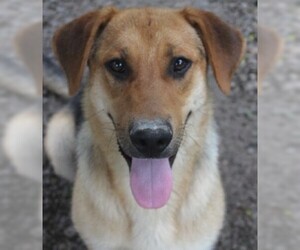 Medium Photo #1 German Shepherd Dog-Unknown Mix Puppy For Sale in Savannah, MO, USA