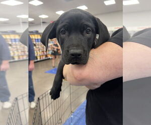 Labrador Retriever-Staffordshire Bull Terrier Mix Dogs for adoption in Duluth, MN, USA