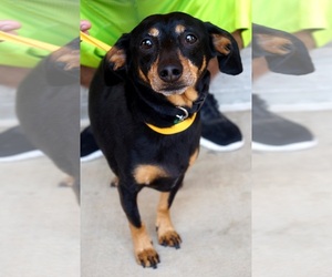 Dachshund Dogs for adoption in Carrollton, TX, USA