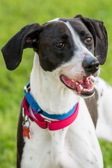 Pointer Dogs for adoption in Miami, FL, USA