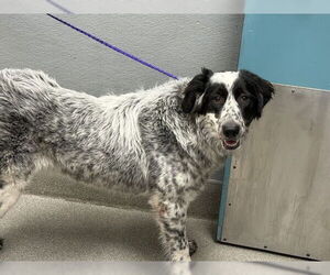 Dalmatian-Unknown Mix Dogs for adoption in Las Vegas, NV, USA